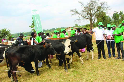Cattle farming in Gisagara