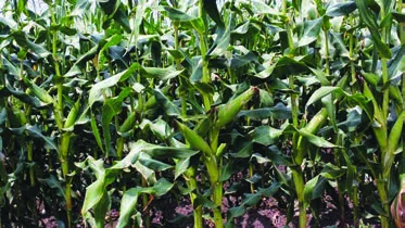 Ibigori muri Gisagara